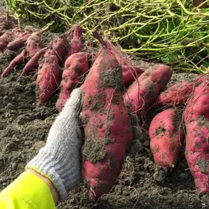 해남 꿀고구마 베니하루카 고당도 프리미엄 국내산, 1박스, 5Kg