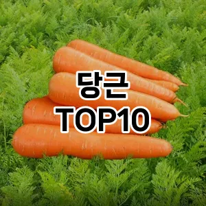 당근 추천 TOP10