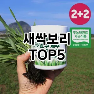 새싹보리 추천 TOP5