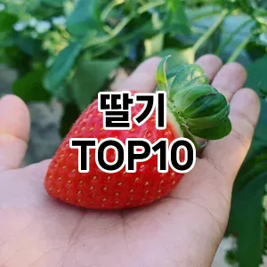 딸기 추천 TOP10