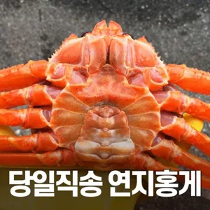 [당일조업] 초가성비 실속형 포항 구룡포 자숙 연지홍게 4.5kg (15미 내외),고객감사이벤트증정100%