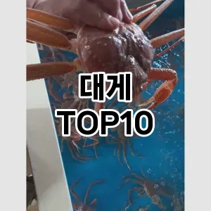 대게 TOP10